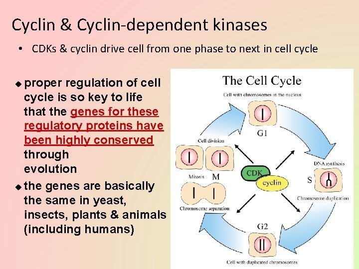 Cyclin & Cyclin-dependent kinases • CDKs & cyclin drive cell from one phase to
