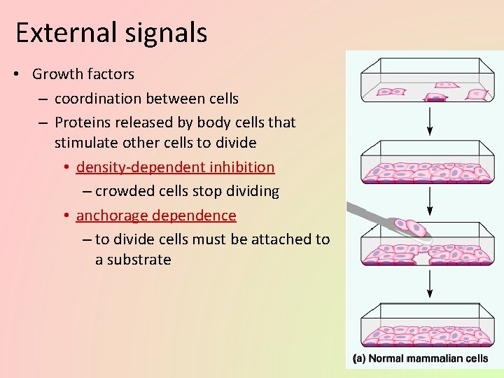External signals • Growth factors – coordination between cells – Proteins released by body