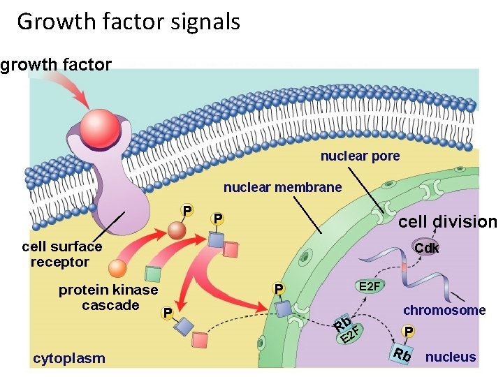 Growth factor signals growth factor nuclear pore nuclear membrane P P cell division cell