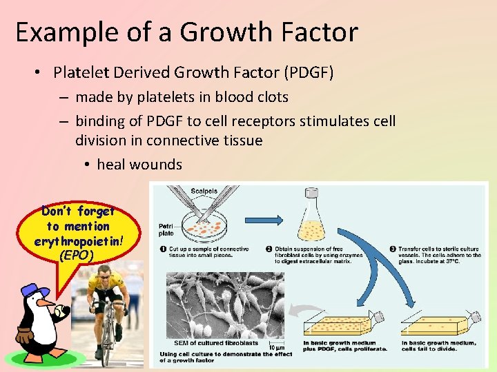 Example of a Growth Factor • Platelet Derived Growth Factor (PDGF) – made by
