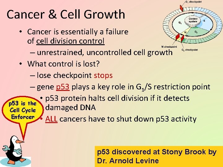 Cancer & Cell Growth • Cancer is essentially a failure of cell division control