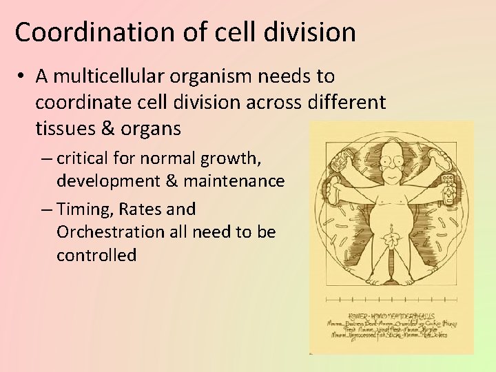 Coordination of cell division • A multicellular organism needs to coordinate cell division across