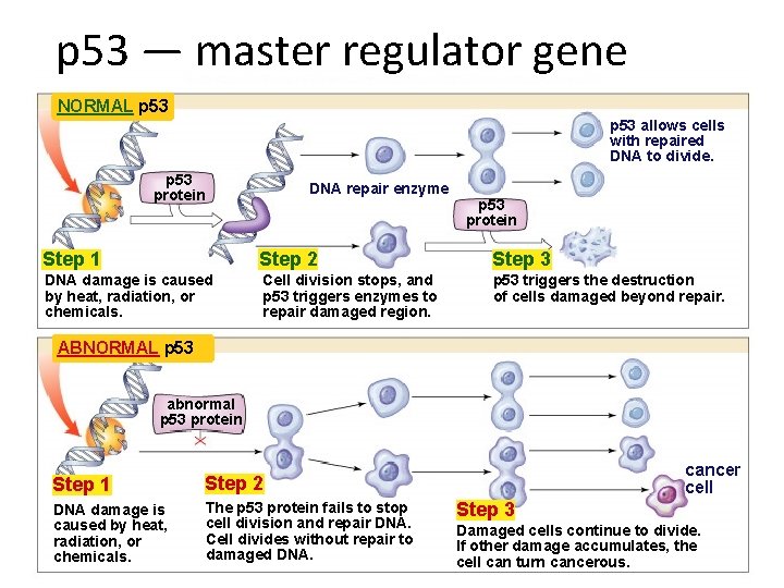 p 53 — master regulator gene NORMAL p 53 allows cells with repaired DNA
