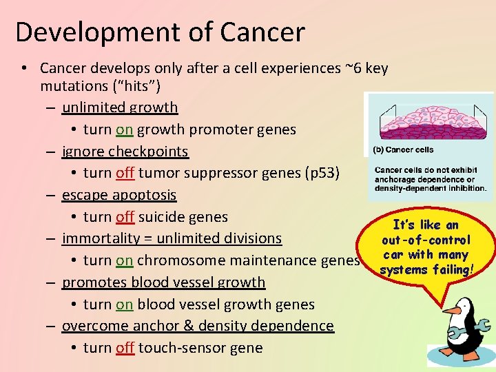 Development of Cancer • Cancer develops only after a cell experiences ~6 key mutations