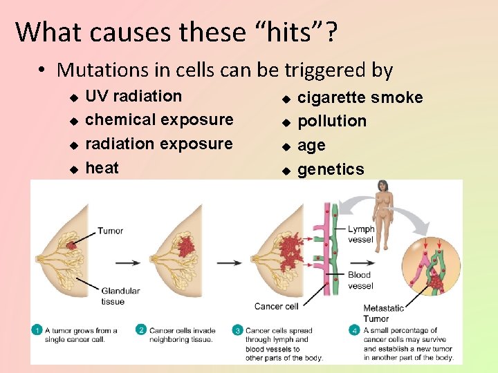 What causes these “hits”? • Mutations in cells can be triggered by u u