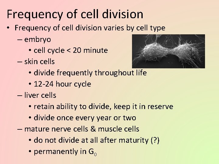 Frequency of cell division • Frequency of cell division varies by cell type –