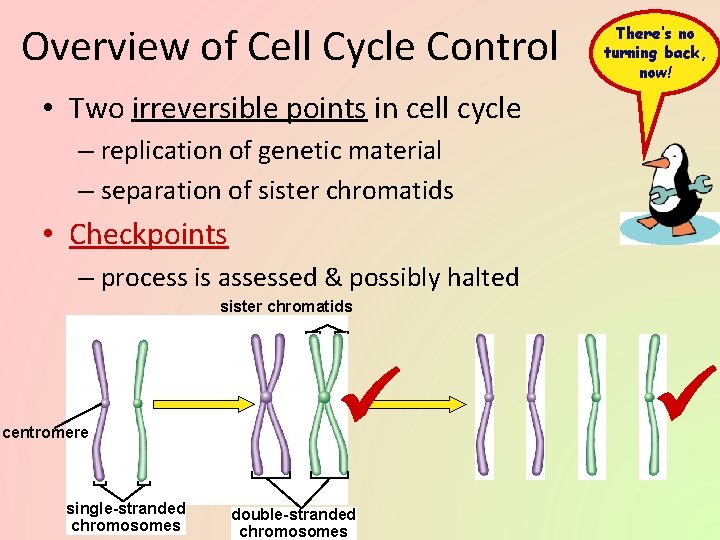Overview of Cell Cycle Control There’s no turning back, now! • Two irreversible points