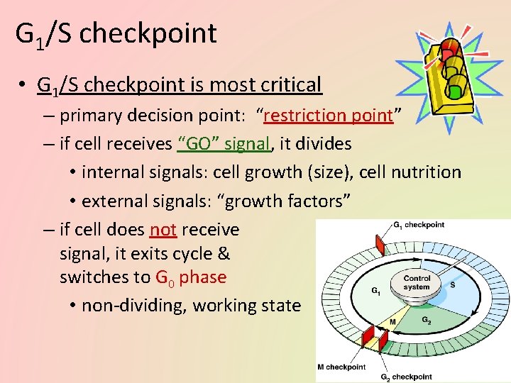 G 1/S checkpoint • G 1/S checkpoint is most critical – primary decision point: