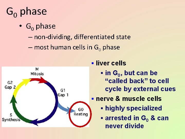G 0 phase • G 0 phase – non-dividing, differentiated state – most human