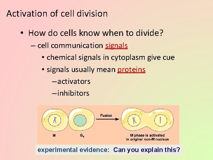 Activation of cell division • How do cells know when to divide? – cell