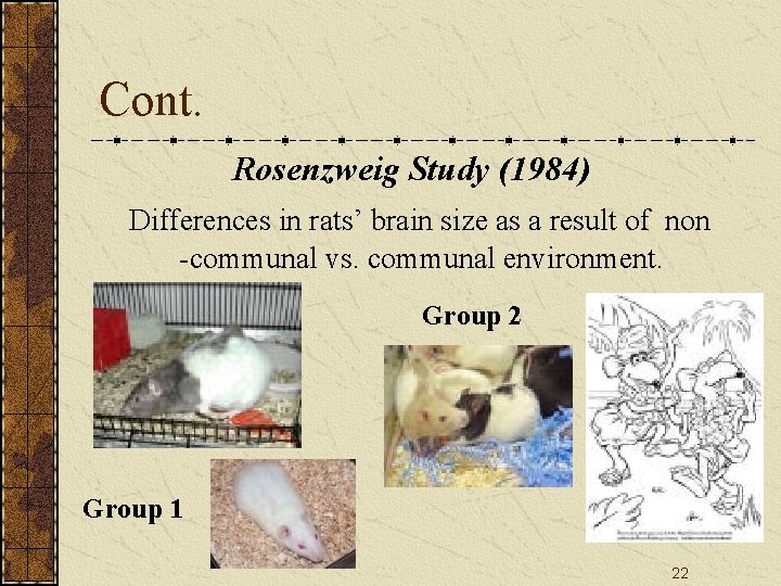 Cont. Rosenzweig Study (1984) Differences in rats’ brain size as a result of non