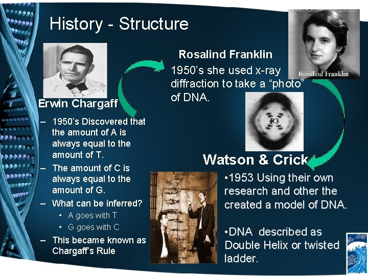 History - Structure Erwin Chargaff – 1950’s Discovered that the amount of A is