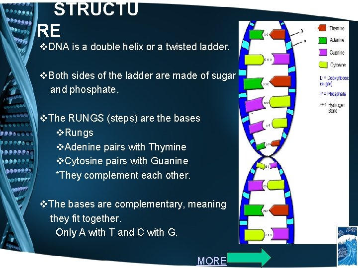 STRUCTU RE v. DNA is a double helix or a twisted ladder. v. Both