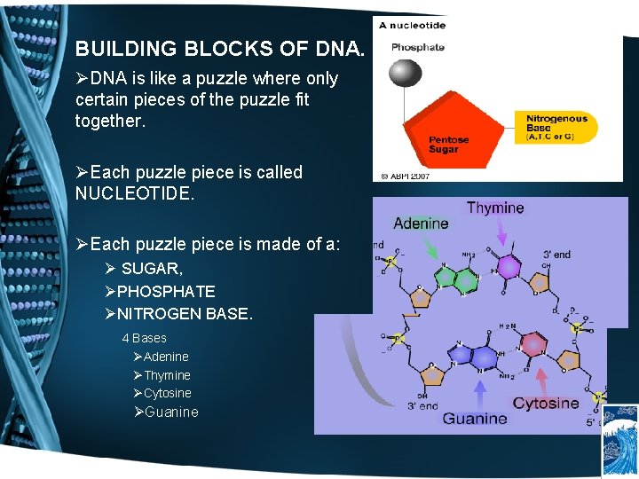 BUILDING BLOCKS OF DNA. ØDNA is like a puzzle where only certain pieces of