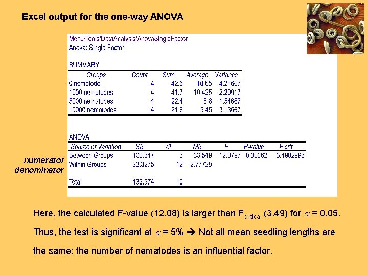 Excel output for the one-way ANOVA numerator denominator Here, the calculated F-value (12. 08)