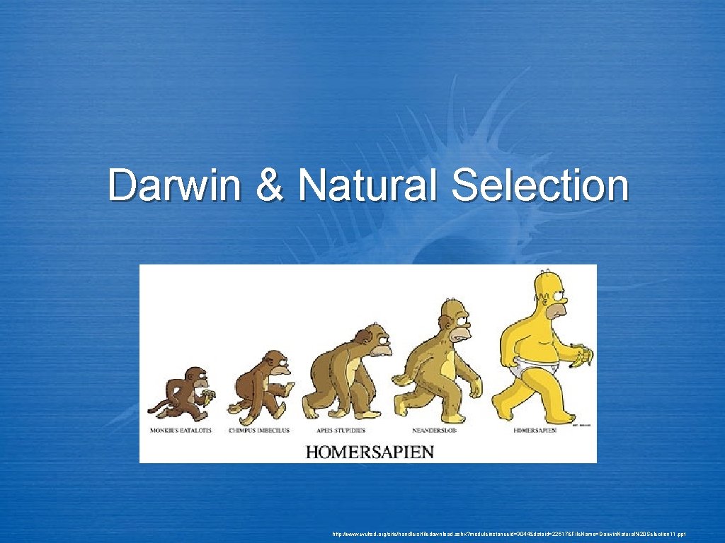 Darwin & Natural Selection http: //www. wuhsd. org/site/handlers/filedownload. ashx? moduleinstanceid=3044&dataid=22517&File. Name=Darwin. Natural%20 Selection 11.