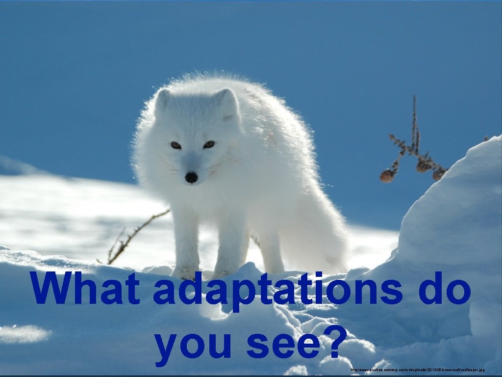 What adaptations do you see? http: //www. eveboo. com/wp-content/uploads/2013/05/snow-wolf-wallpaper. jpg 