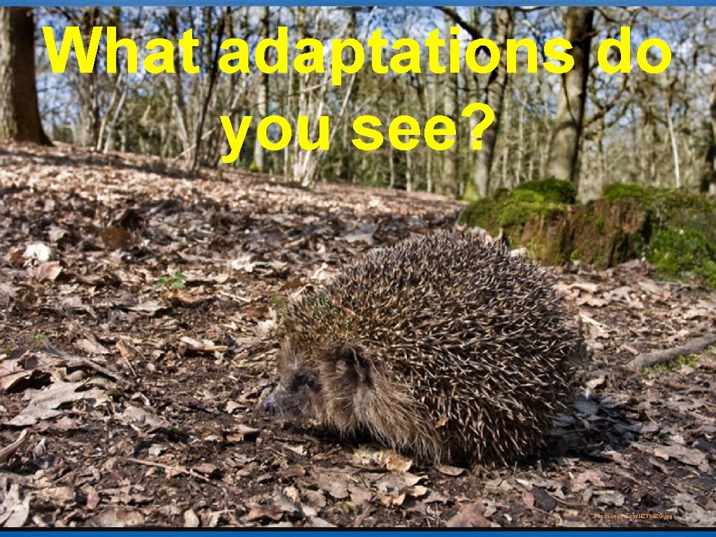What adaptations do you see? http: //i. imgur. com/HZTh 8 ZG. jpg 