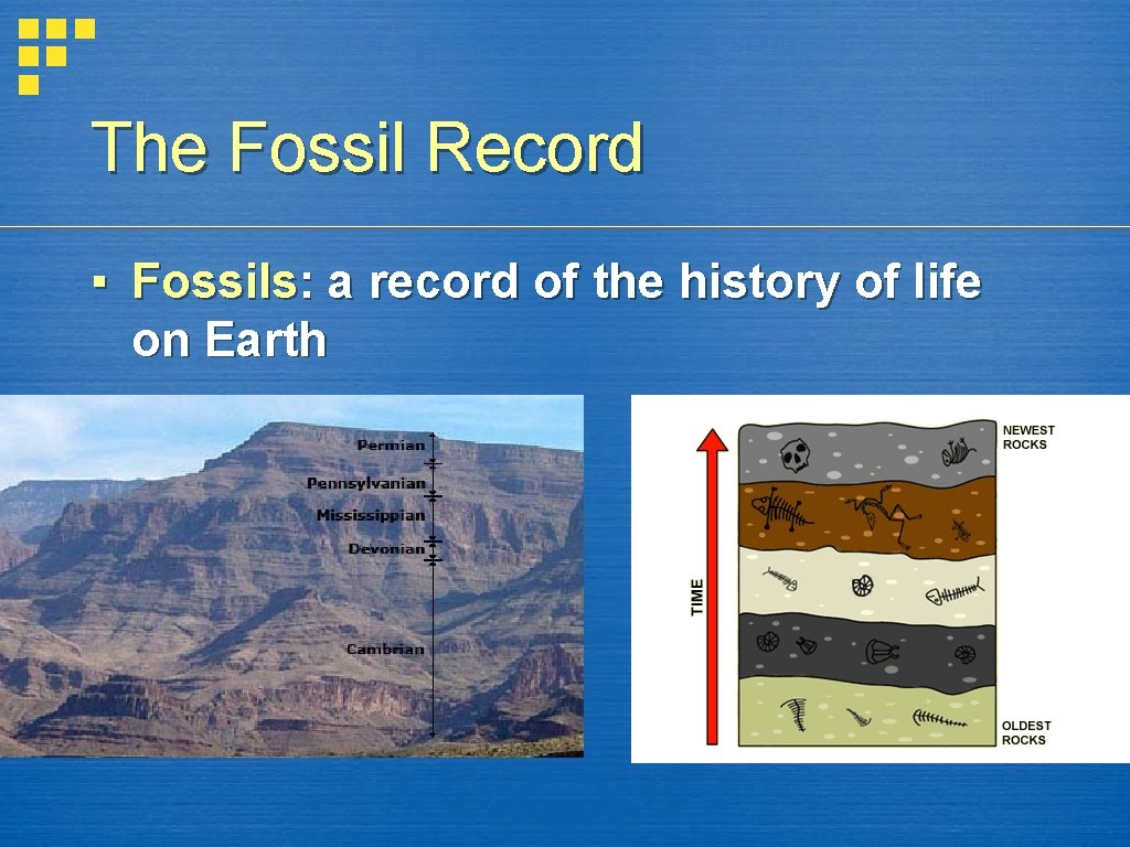 The Fossil Record ▪ Fossils: a record of the history of life on Earth