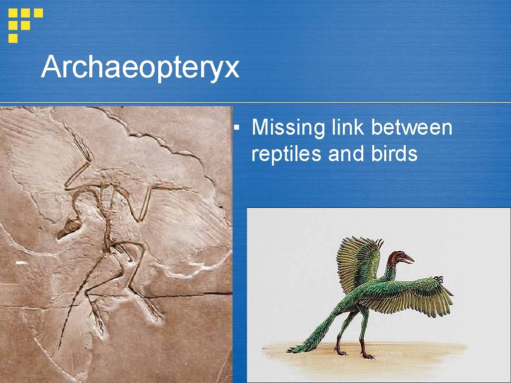 Archaeopteryx ▪ Missing link between reptiles and birds 