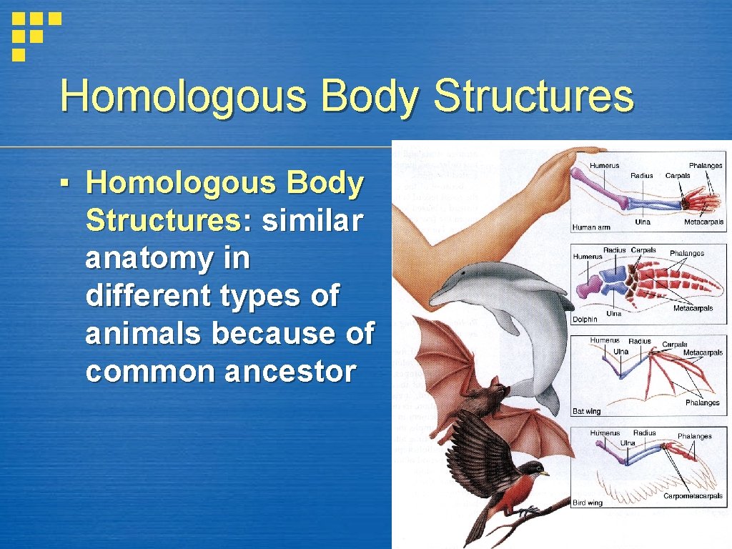 Homologous Body Structures ▪ Homologous Body Structures: similar anatomy in different types of animals