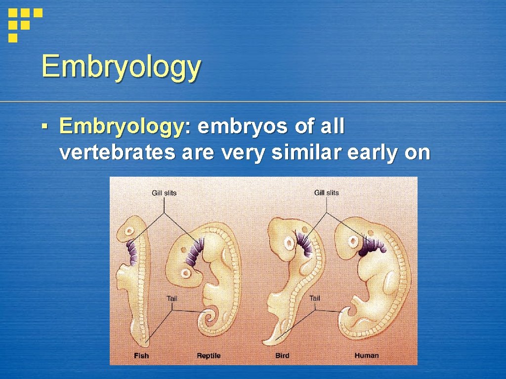 Embryology ▪ Embryology: embryos of all vertebrates are very similar early on 