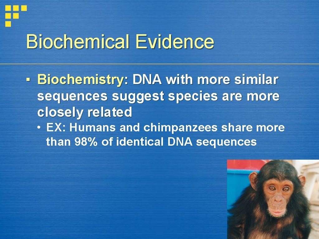 Biochemical Evidence ▪ Biochemistry: DNA with more similar sequences suggest species are more closely