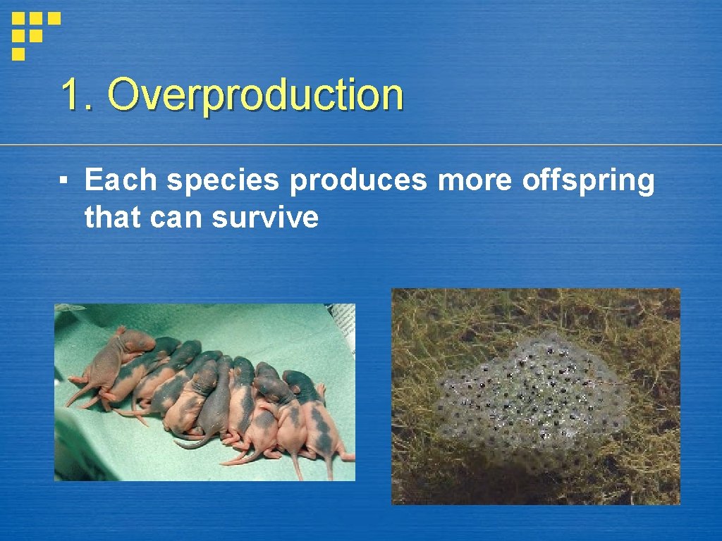 1. Overproduction ▪ Each species produces more offspring that can survive 