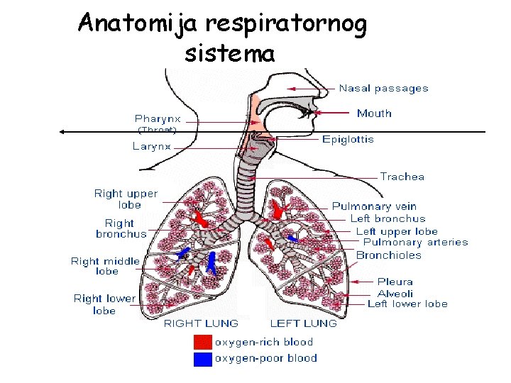 Anatomija respiratornog sistema 