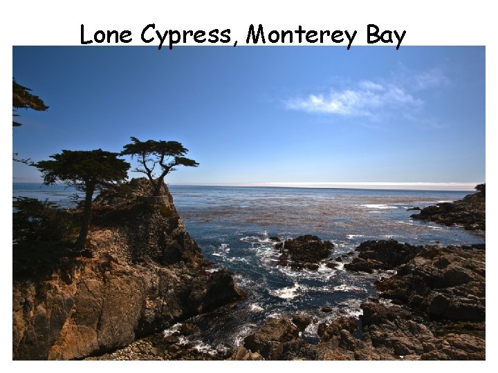 Lone Cypress, Monterey Bay 