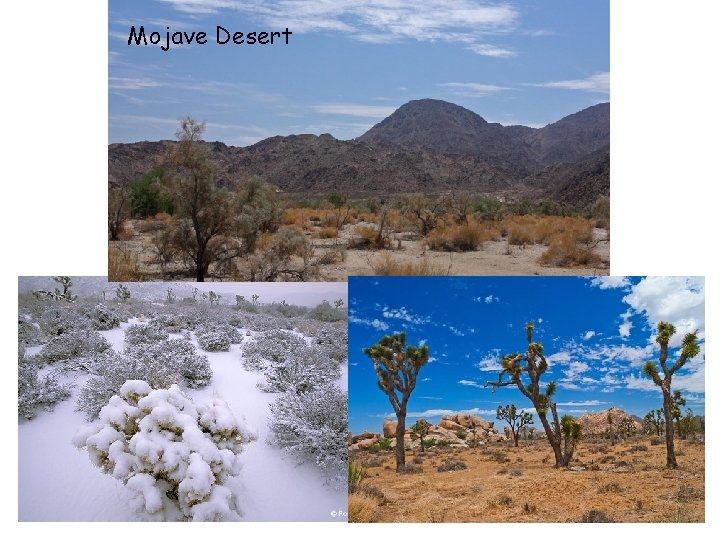 Mojave Desert 