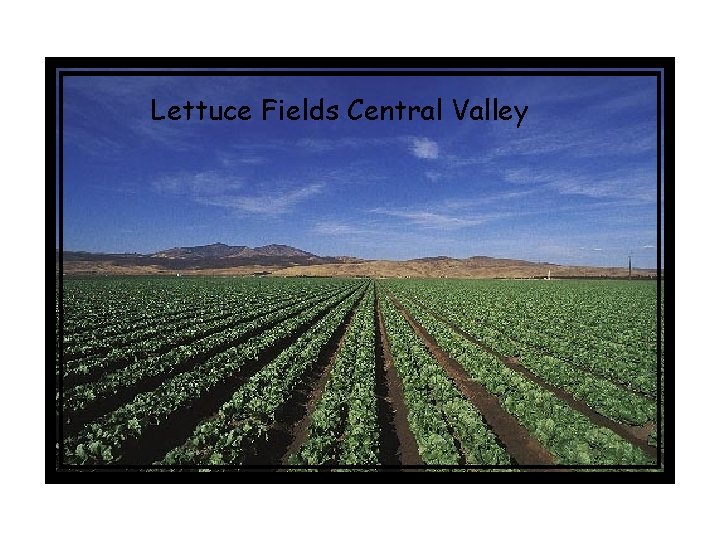 Lettuce Fields Central Valley 