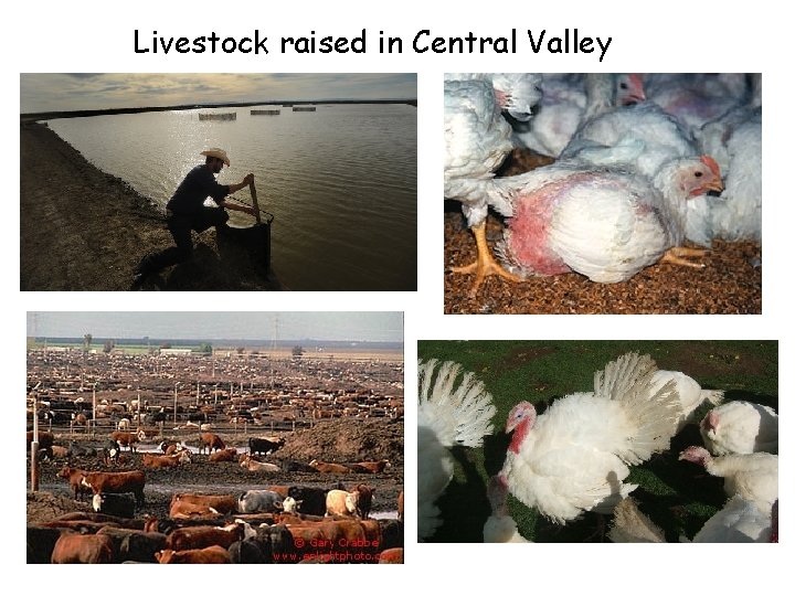 Livestock raised in Central Valley 