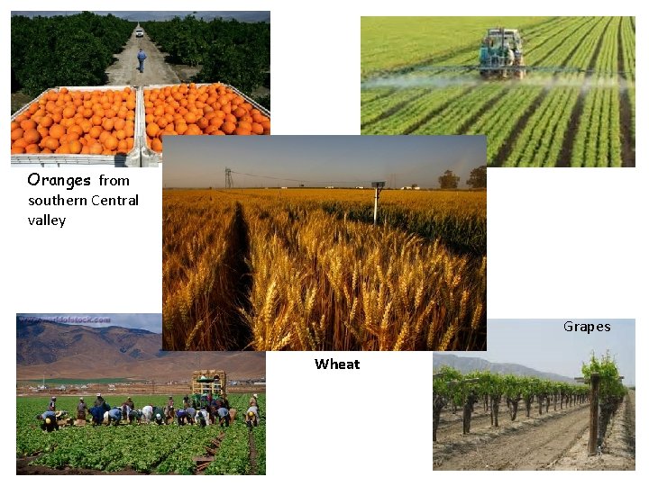 Oranges from southern Central valley Grapes Wheat 