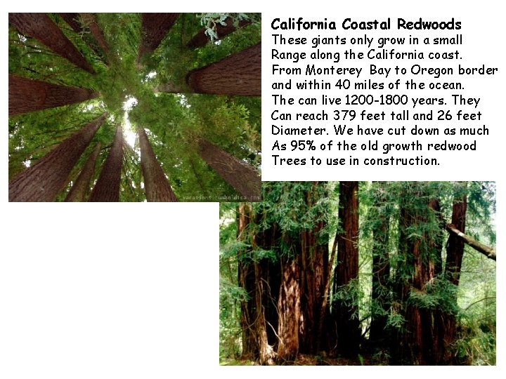 California Coastal Redwoods These giants only grow in a small Range along the California