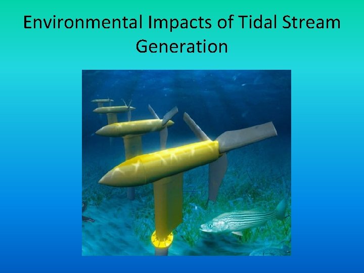 Environmental Impacts of Tidal Stream Generation 