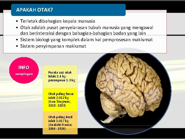 Pemikiran Kritis Apakah Otak Terletak Dibahagian Kepala Manusia