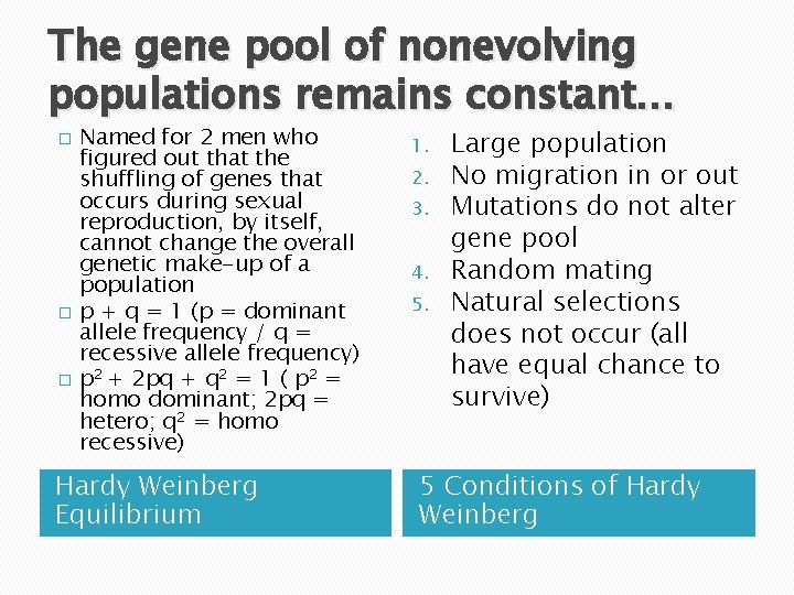 The gene pool of nonevolving populations remains constant… � � � Named for 2