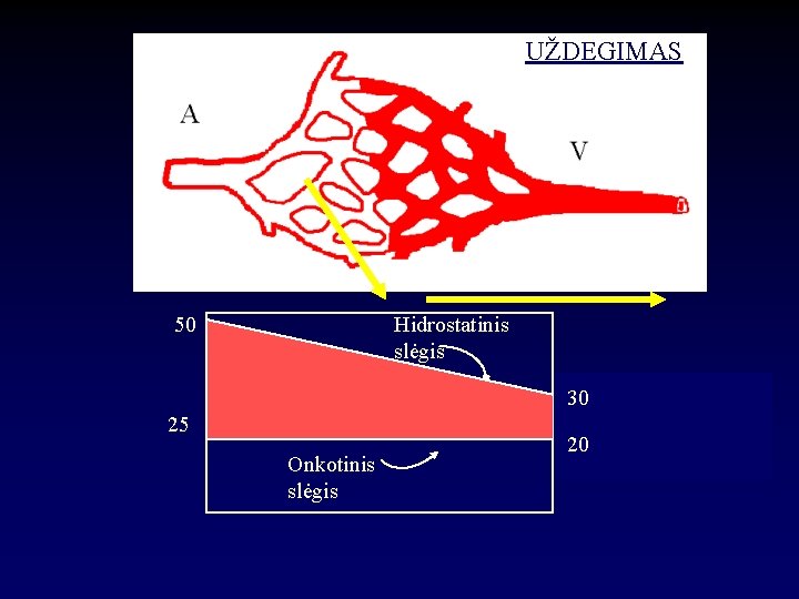 UŽDEGIMAS 50 Hidrostatinis slėgis 30 25 Onkotinis slėgis 20 