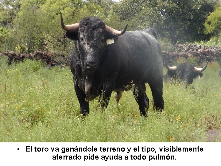  • El toro va ganándole terreno y el tipo, visiblemente aterrado pide ayuda