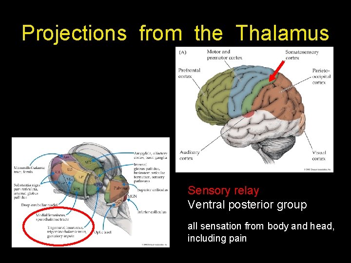 Projections from the Thalamus Sensory relay Ventral posterior group all sensation from body and Projections from the Thalamus Sensory relay Ventral posterior group all sensation from body and