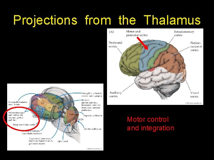 Projections from the Thalamus Motor control and integration 