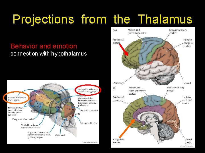 Projections from the Thalamus Behavior and emotion connection with hypothalamus Projections from the Thalamus Behavior and emotion connection with hypothalamus