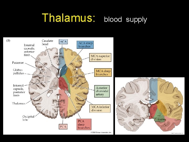 Thalamus: blood supply 