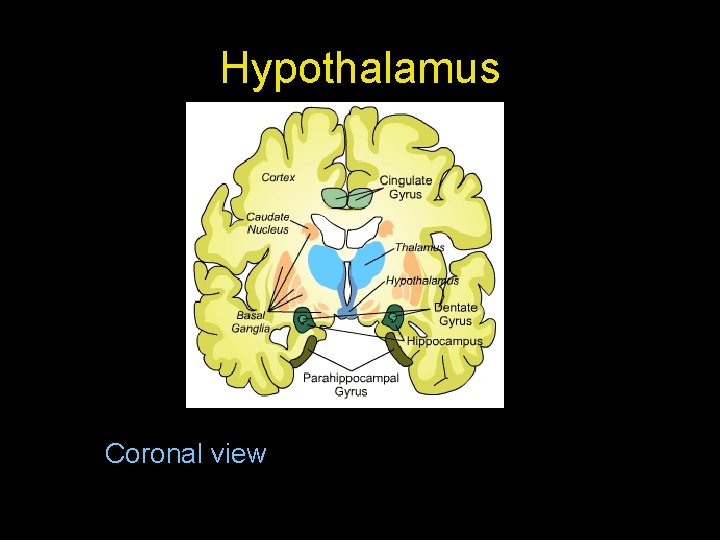 Hypothalamus Coronal view 