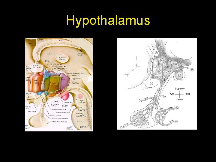 Hypothalamus Hypothalamus