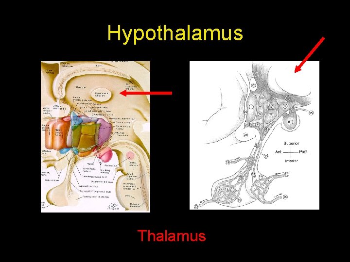 Hypothalamus Thalamus Hypothalamus Thalamus