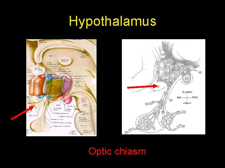 Hypothalamus Optic chiasm 