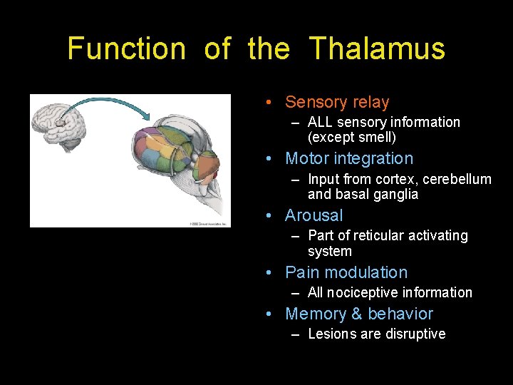 Function of the Thalamus • Sensory relay – ALL sensory information (except smell) • Function of the Thalamus • Sensory relay – ALL sensory information (except smell) •