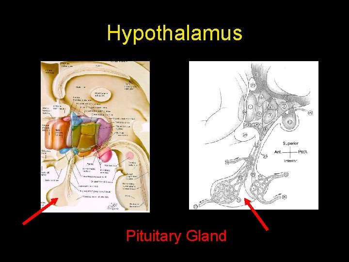 Hypothalamus Pituitary Gland 